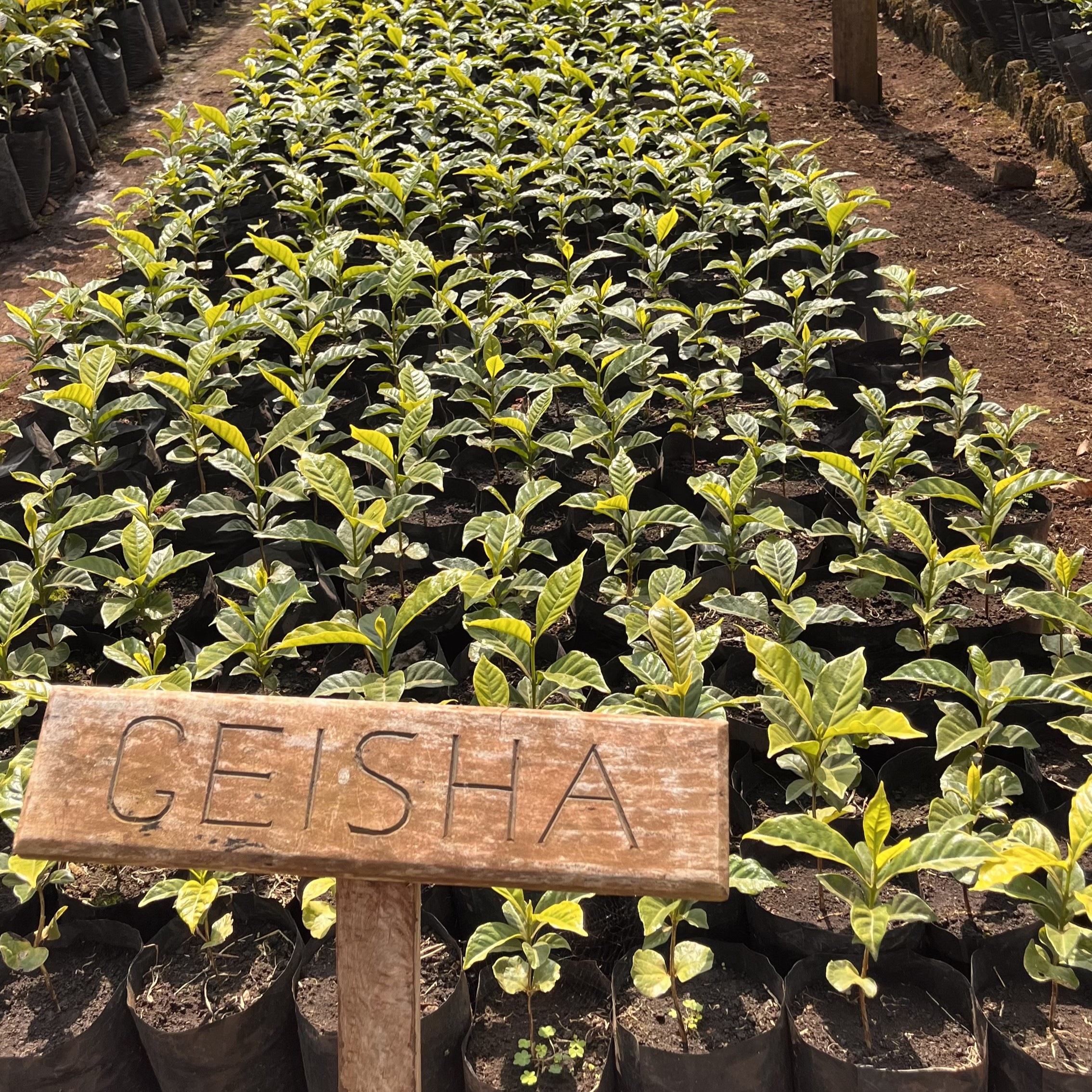 Tanzania Acacia Hills Geisha Washed(25/26年クロップ) | ORIGIN